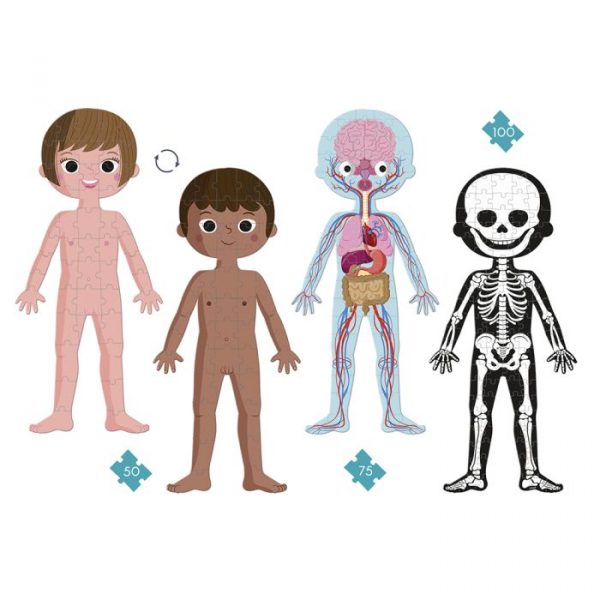 Puzzle educativo El cuerpo humano