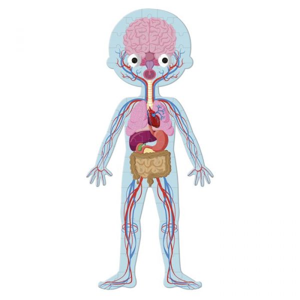 Puzzle educativo El cuerpo humano